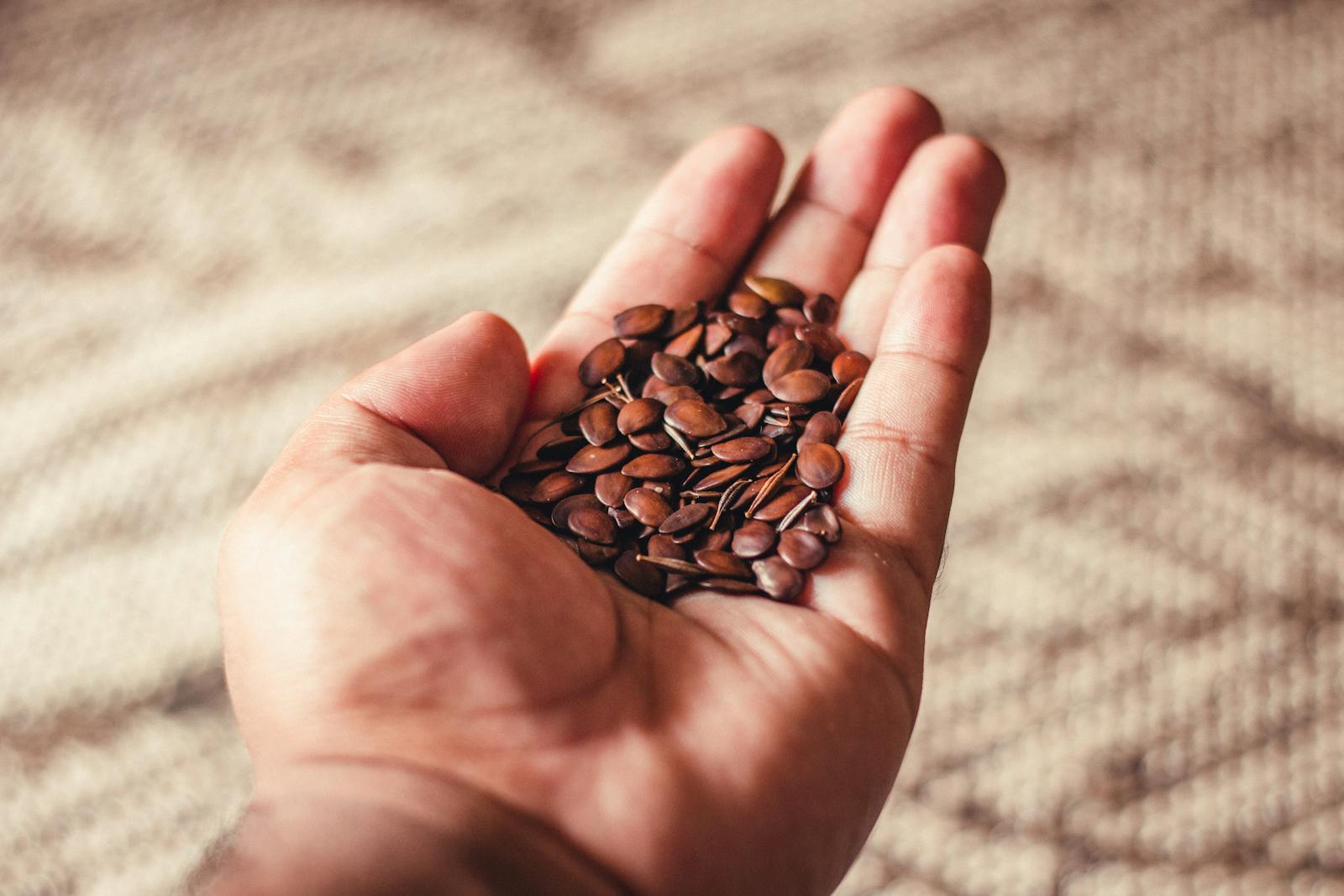 A Person Holding Brown Seeds