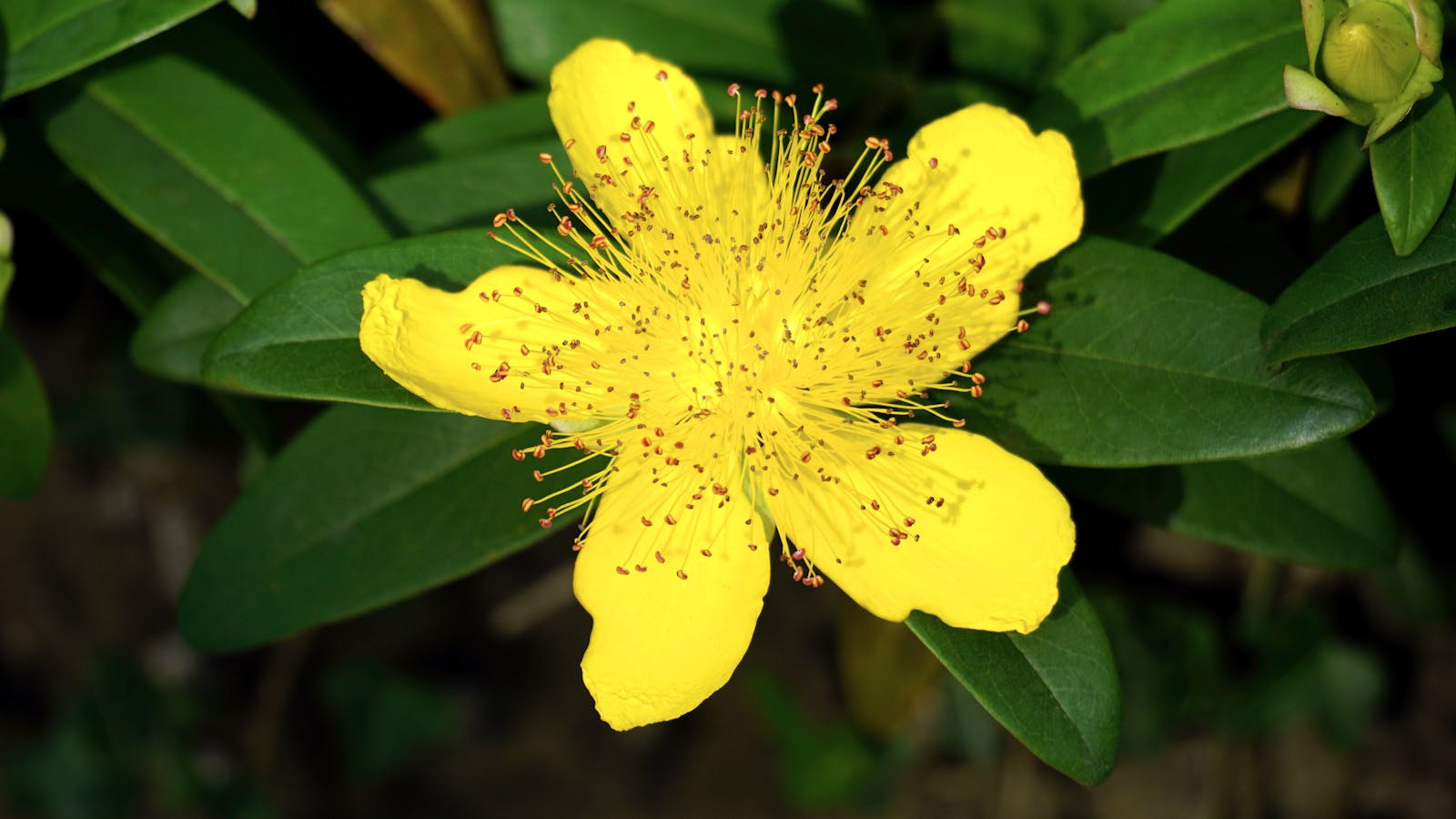 Selective Focus Photography of Yellow St. John Wort Flower