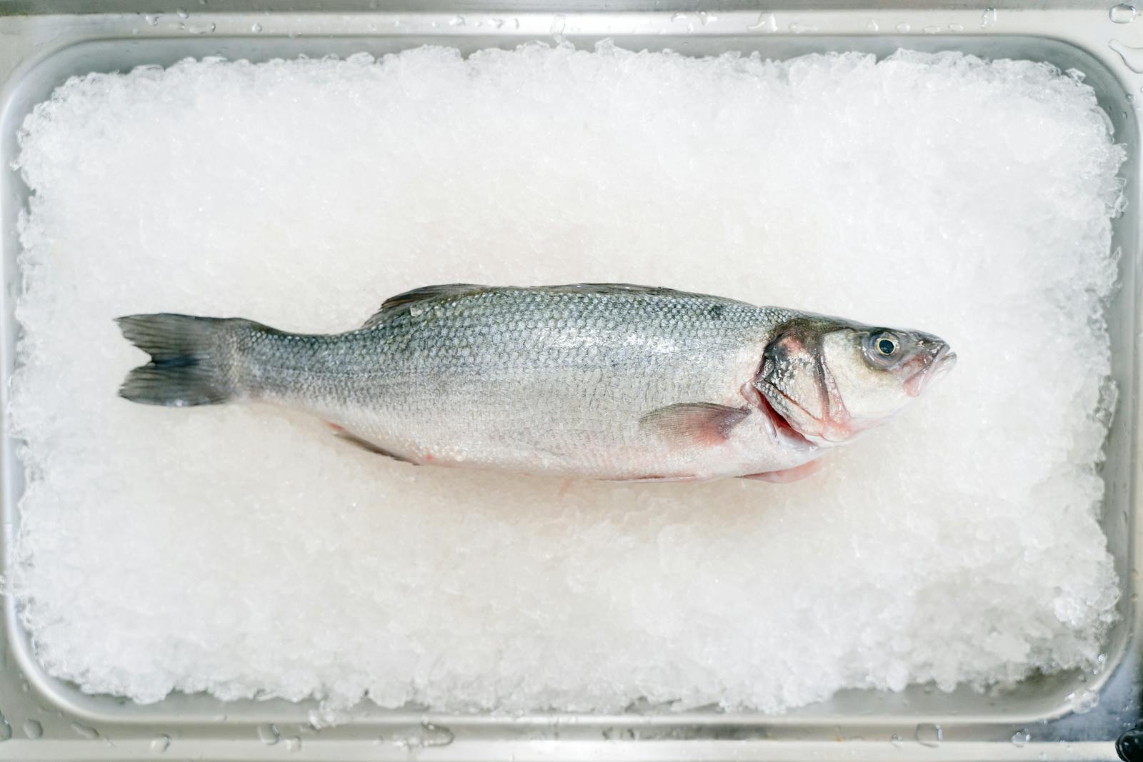 Fish in Ice