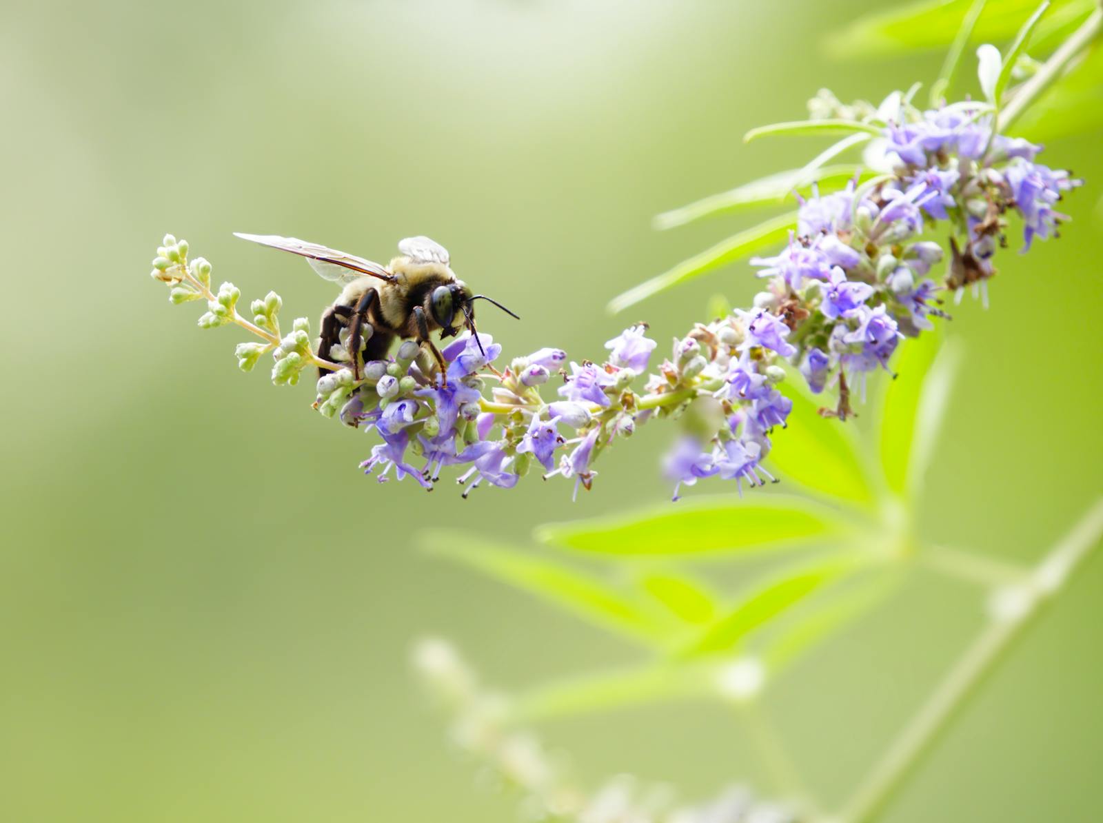 Bee on Purple Flowers