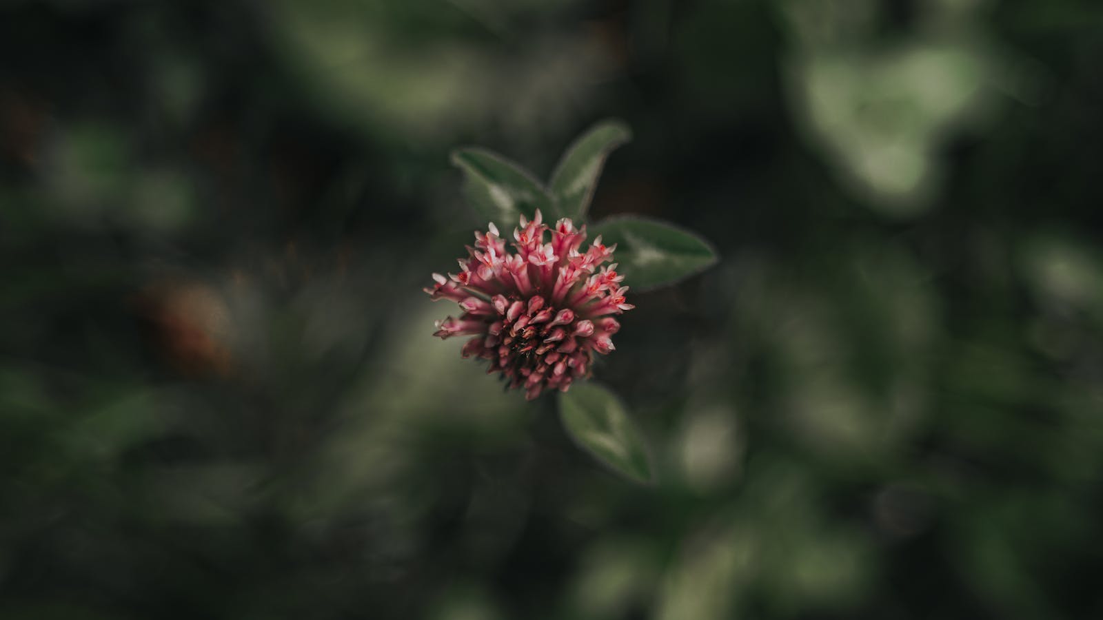 Red Clover Flower